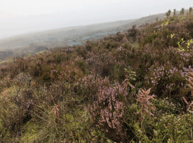 Landscape of a peatland